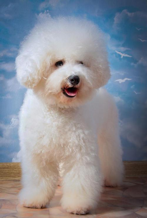 呆萌瞬间！狗狗频道大便的幕后故事